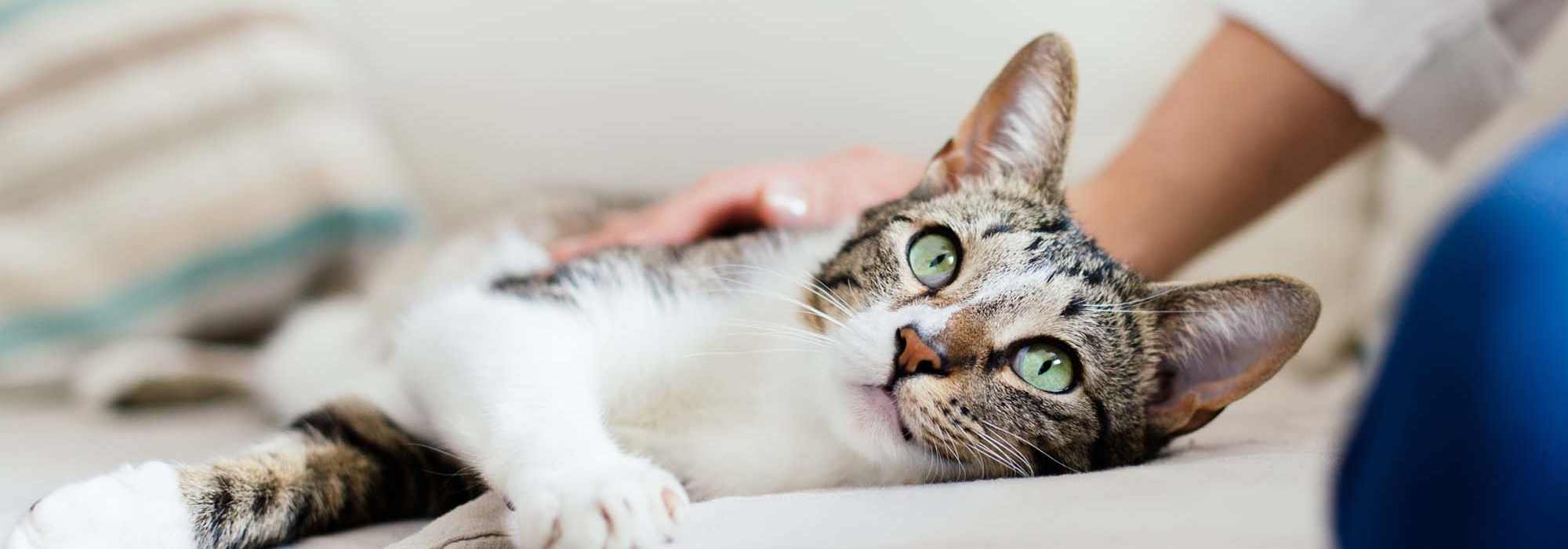 Pet Friendly at The Lofts At West 7th in Fort Worth, Texas