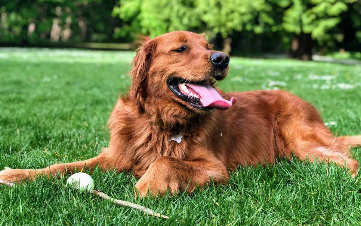 Dog playing with ball in the park near Florence in Houston, Texas
