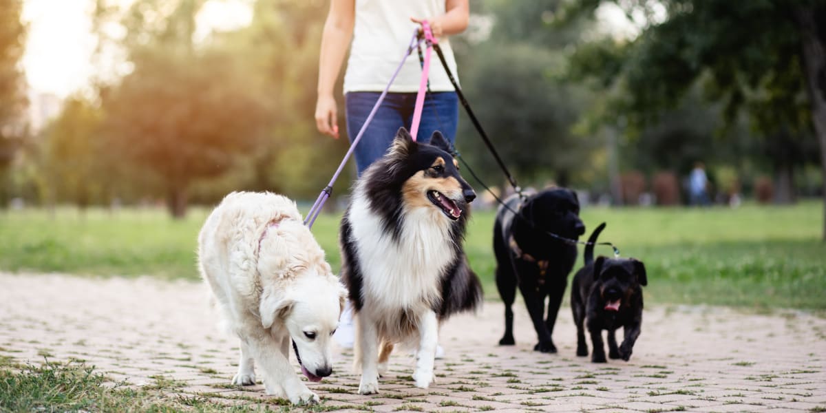 Resident walking four dogs through a park near Starliter in Seattle, Washington