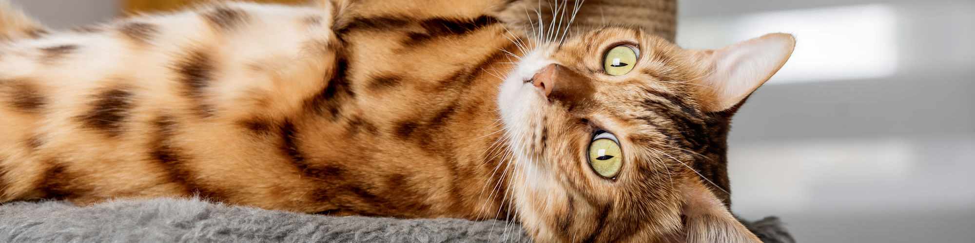 Pet Friendly | Exhibit On Superior in Chicago, Illinois