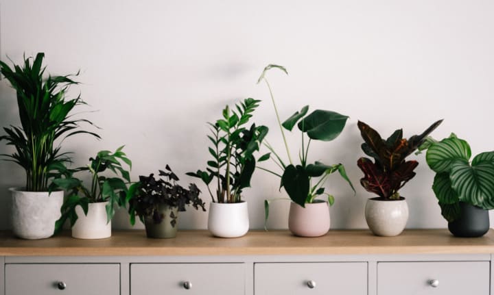 7 Various different types of plants potted in white pots, lined up on top of a dresser