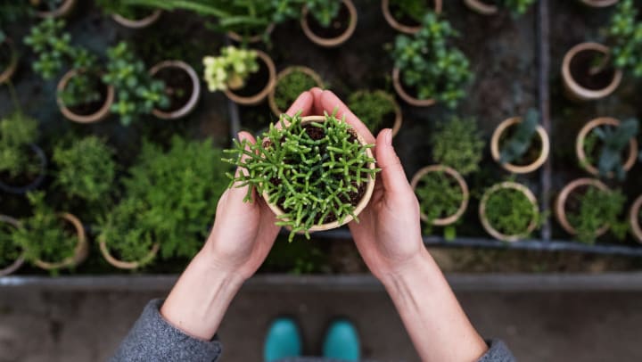 Person holding a plant in a small pot over a shelf full of plants in pots.