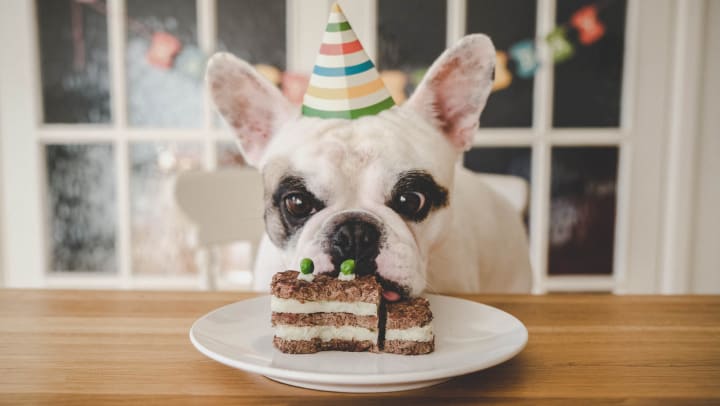 A dog wearing a festive hat staring at cake on a plate