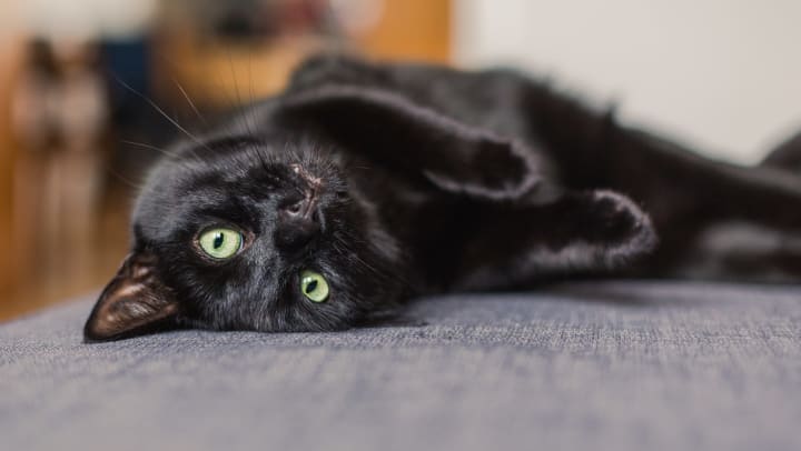 A black cat lies upside on a sofa
