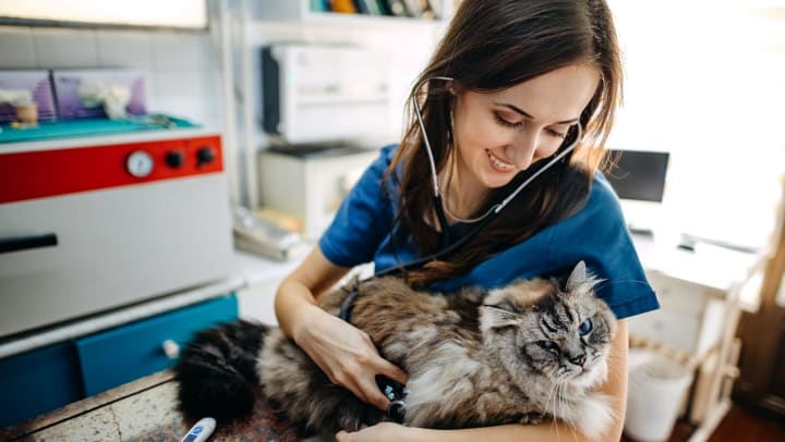 A female veterinarian examines a cat in her office while the cat sits on her lap. │ Willow Park veterinarians