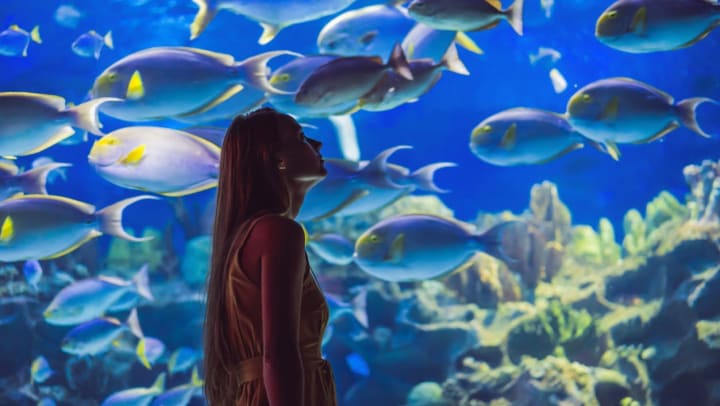 woman looking at fish at an aquarium near Gilbert