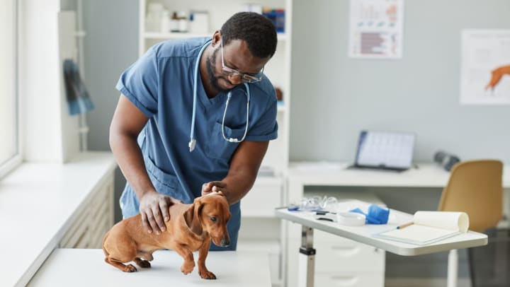 A veterinarian examining a brown dachshund in a clinic | veterinary practices in Durango