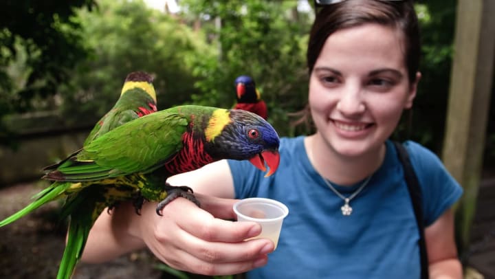 Woman in a zoo feeding a lorikeet with a cup of nectar | Palm Beach Zoo