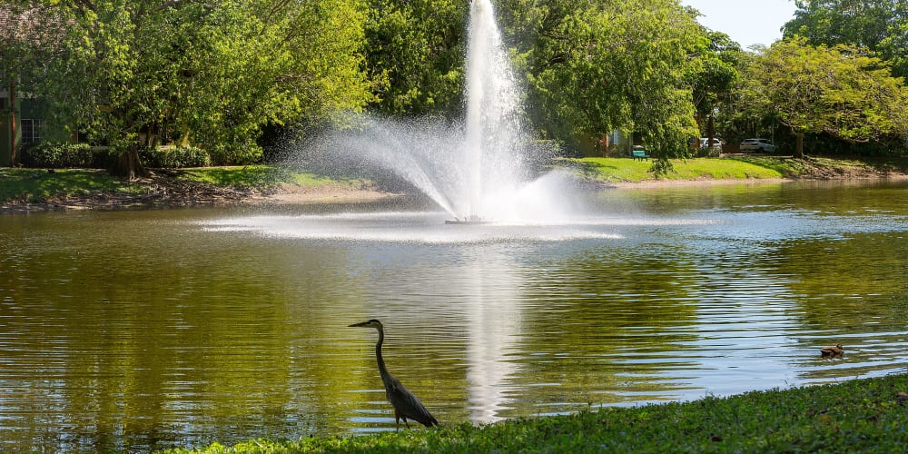 Heron in front of the fountain at Indian Hills Apartments in Boynton Beach, Florida