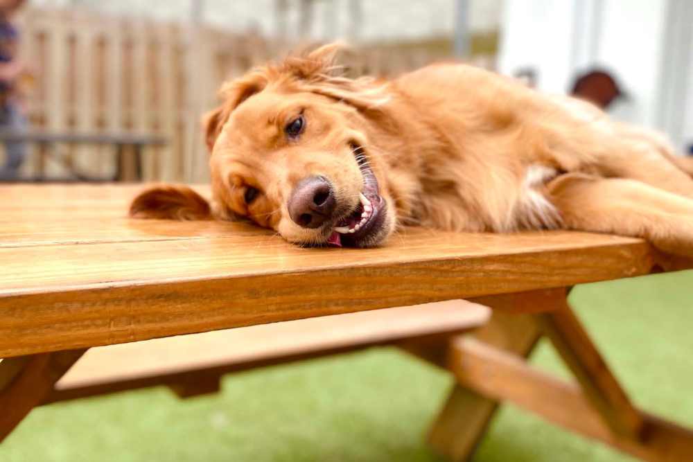 A pet dog relaxing in a dog park at Hampton Square in Cherry Hill, New Jersey