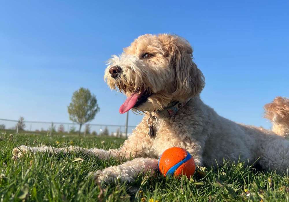 Dog playing with ball at Parcwood Apartments in Corona, California