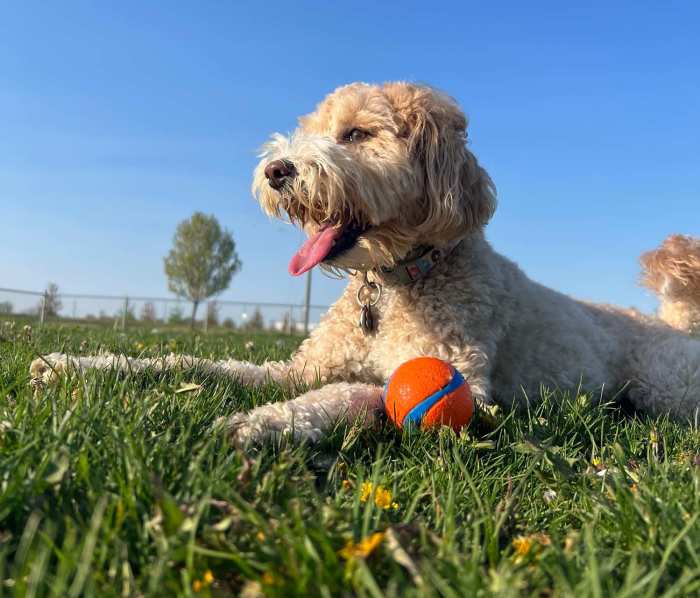 Pet playing with the ball at Skyview Flats in Cypress, Texas