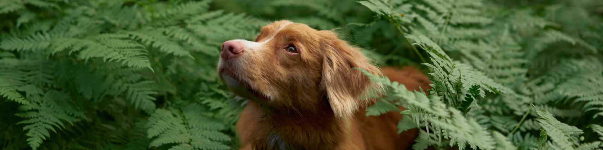 Pet Friendly | Hawks Prairie Apartments in Lacey, Washington