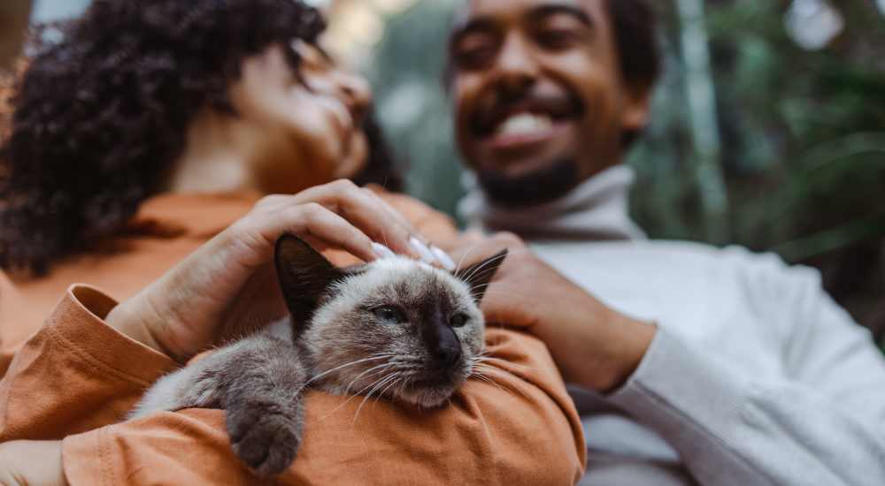 Cute cat with their owner at The Depot at North Salem in Apex, North Carolina