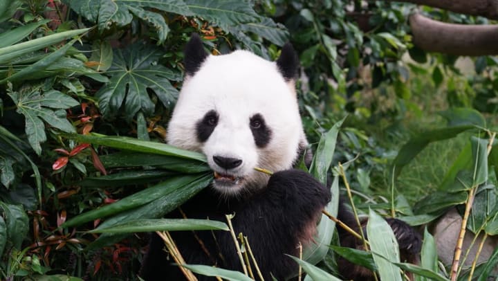 Panda eating bamboo at the zoo near Olympus Waterford in Keller, Texas. 