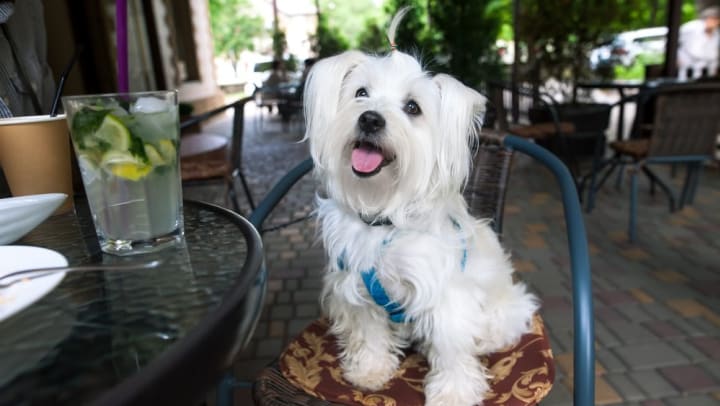 Dog and owner enjoying some time with eachother at a near by restaurant near Olympus Town Center in Keller, Texas. 