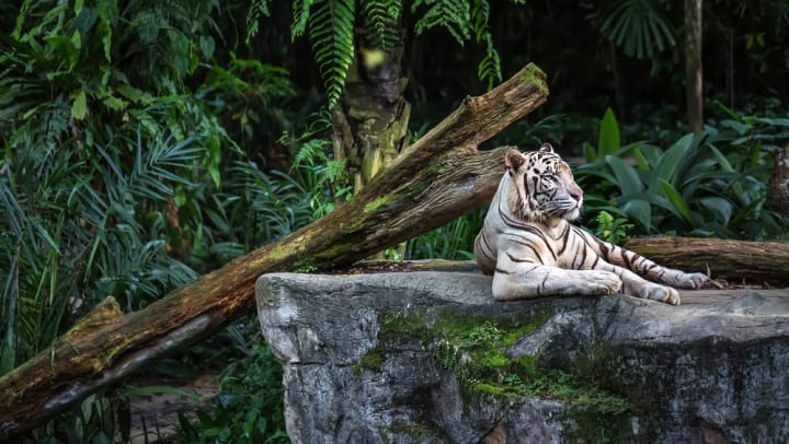 Take A Walk On The Wild Side At The Fort Worth Zoo