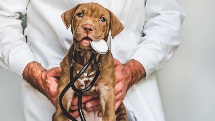 A brown puppy at the vet | animal hospitals in Fayetteville
