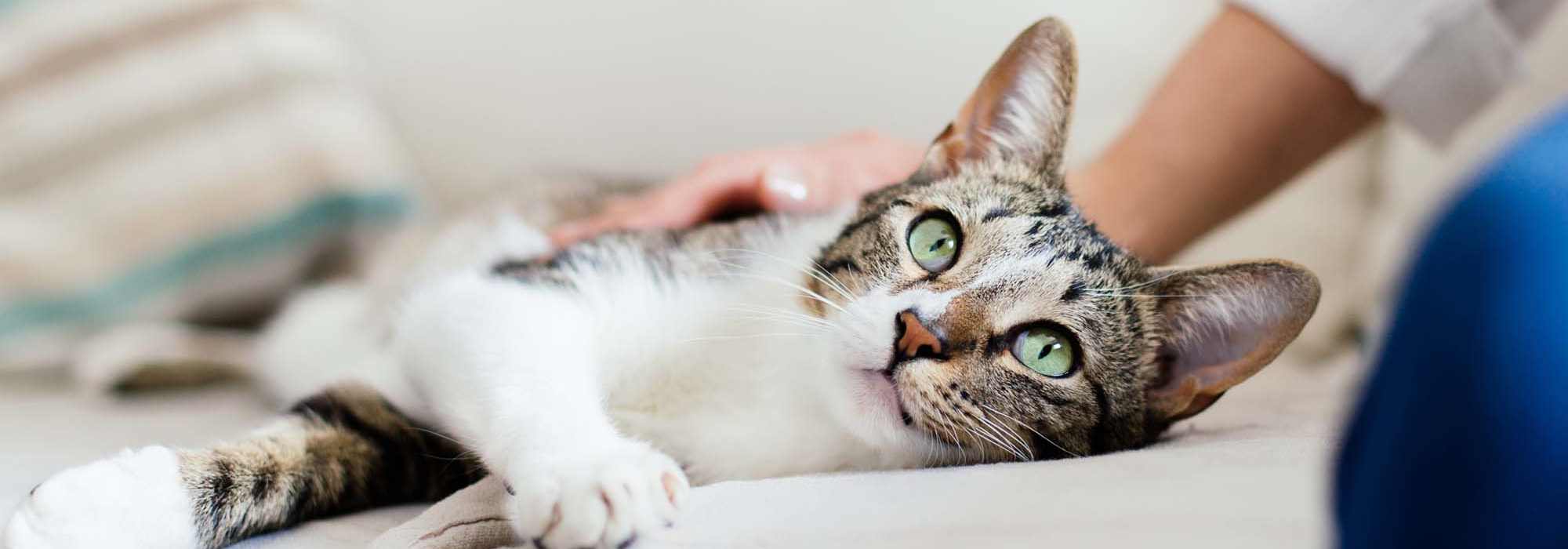 Pet Friendly at Warwick at Westchase in Houston, Texas 