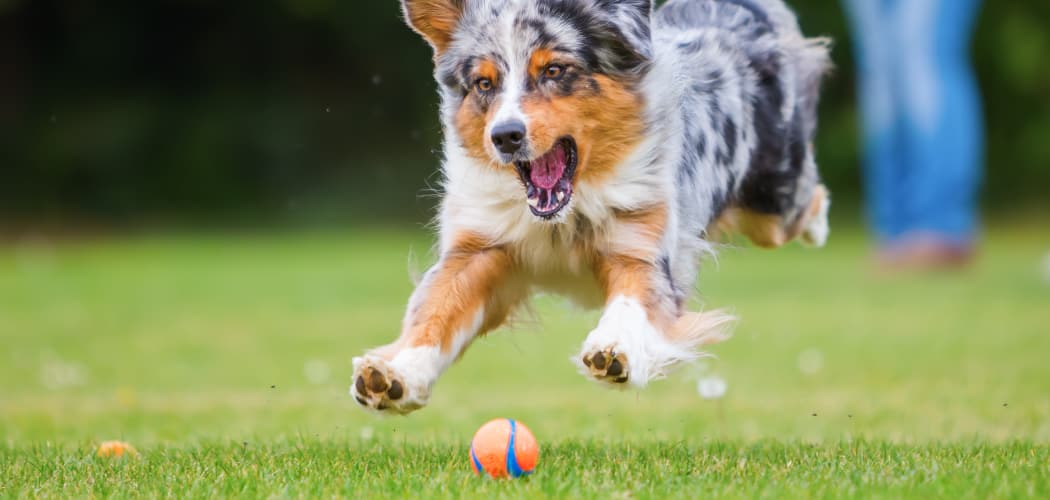 Dog playing fetch at Sienna Heights Apartment Homes in Lancaster, California