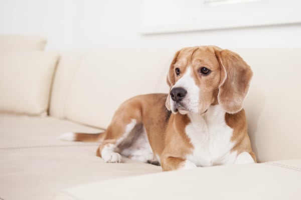 Dog laying on the couch at Avenue 25 Apartments
