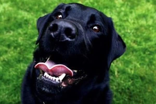 Pet friendly apartments in Seattle, Washington