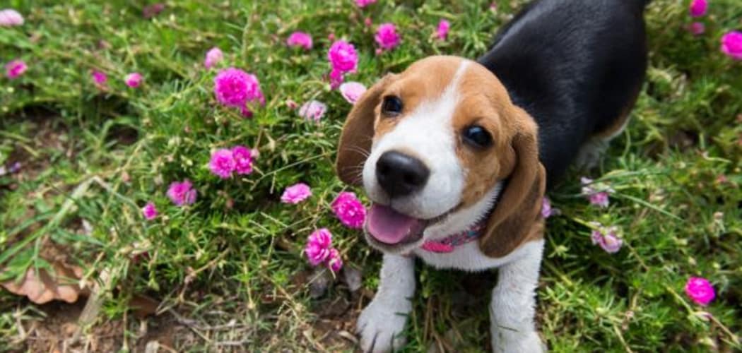 Dog standing over flowers at Henry on the Park Apartment Homes in Philadelphia