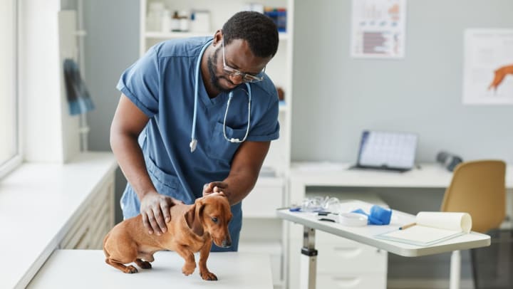 A male veterinarian examines dachshund over the veterinary desk