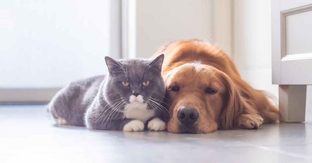 Cat and dog relaxing in their new home at Montair at Somerset Hill in Tumwater, WA
