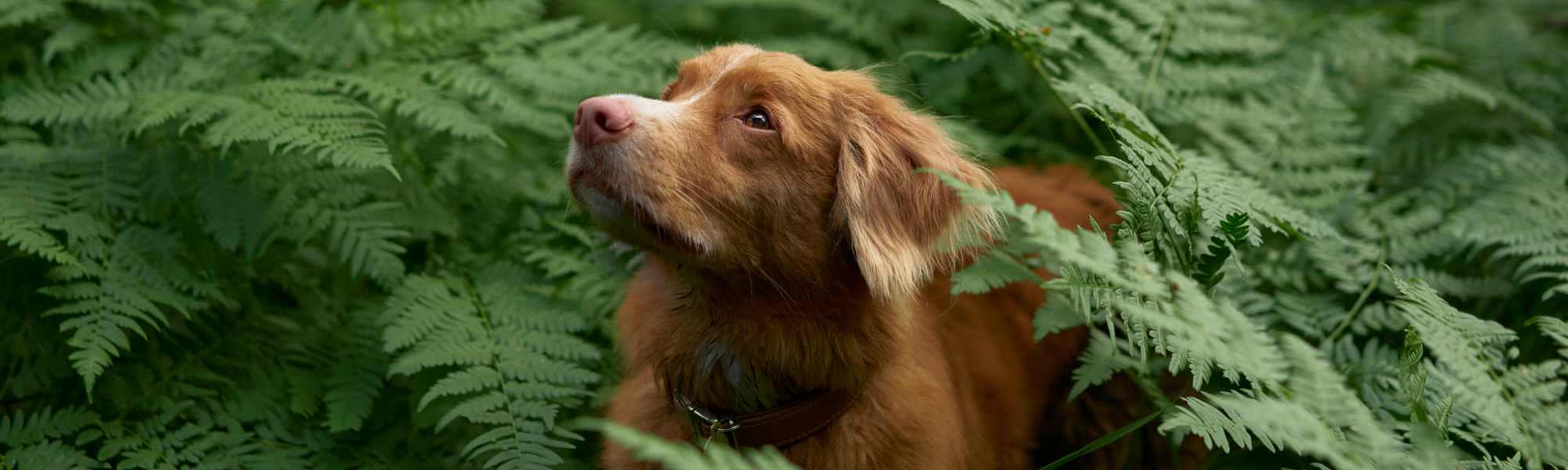   Pet Friendly at Dakota Mill Creek in Buford, Georgia