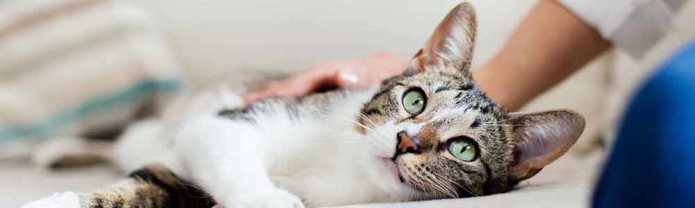 Pet friendly at Blanton Commons in Beaverton, Oregon