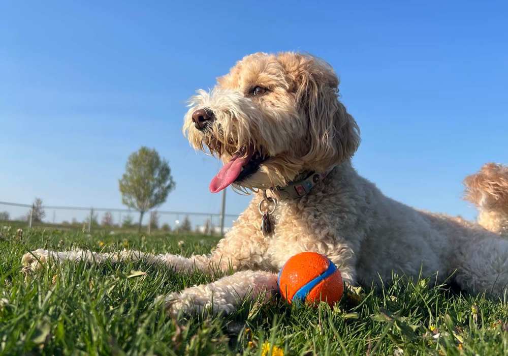 Resident dog at Wasatch Club Apartments in Midvale, Utah