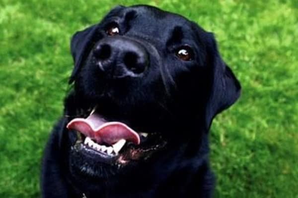 Pet friendly apartments in Seattle, Washington