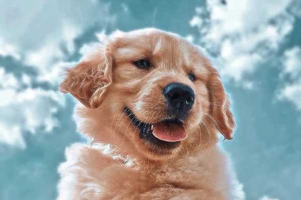 Pet Friendly