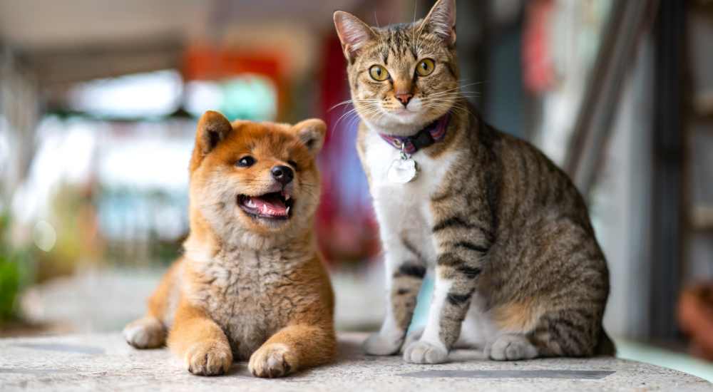 Pet friendly with dog and cat in photo at Paseo Verde in Philadelphia, Pennsylvania
