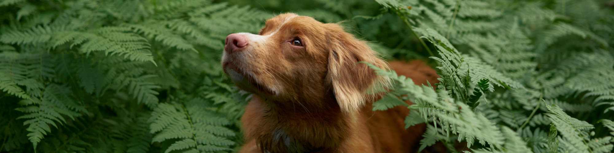 Pet-Friendly | Pinehurst Villas in Orange, Texas