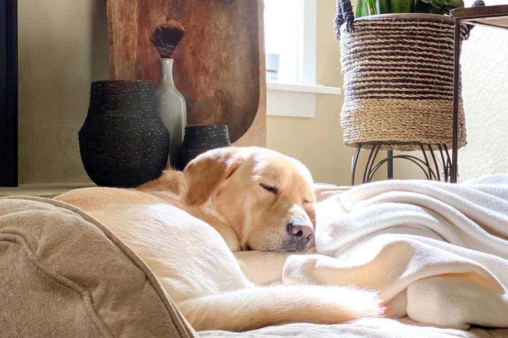 Dog in the pet friendly apartment at Charter Oak in Euless, Texas 