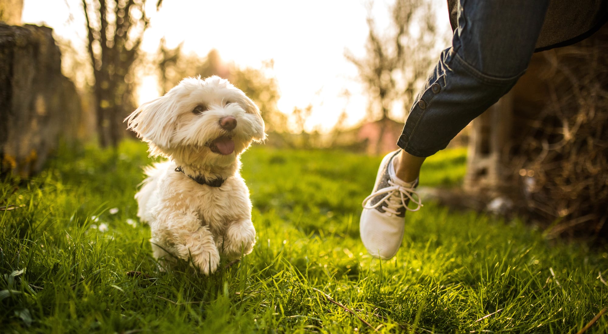 Pet-friendly apartments at Country Village Apartments in Bel Air, Maryland