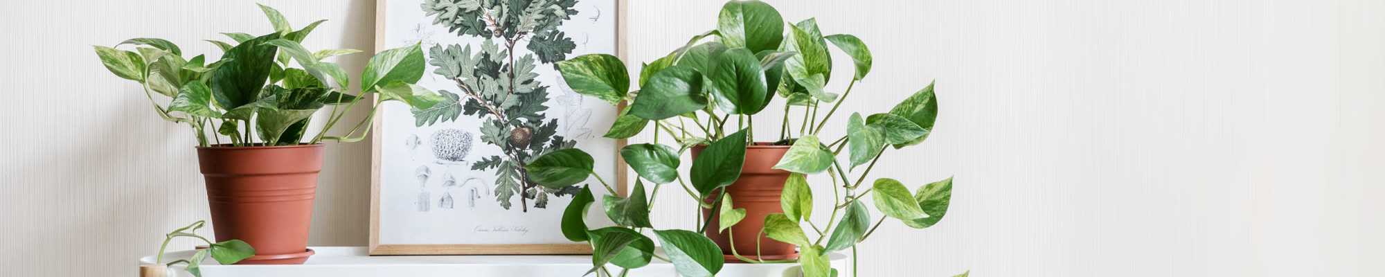 Privacy Policy at Park Terrace Apartment Homes in Muskegon, Michigan