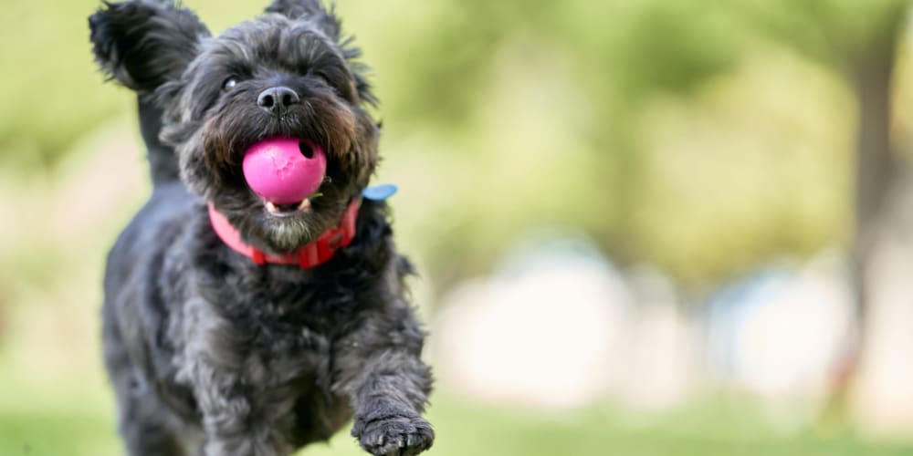 A dog running with a ball in its mouth at Vesta Bouldercrest in Atlanta, Georgia