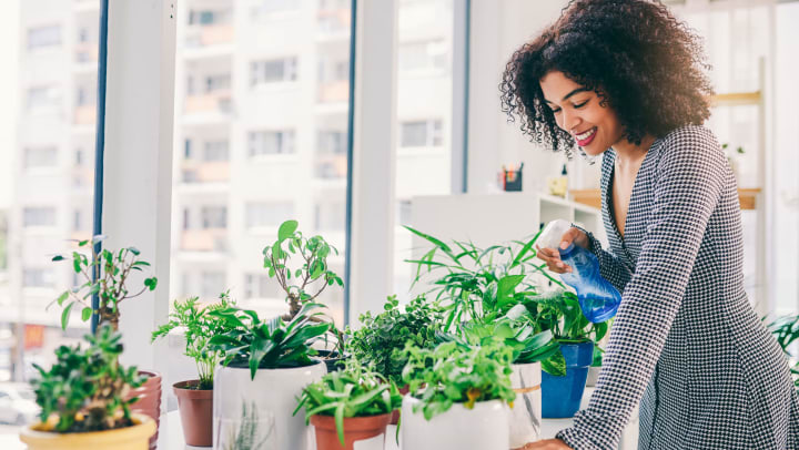 Young woman in a sunlit interior using a spray bottle to water a group of potted green plants