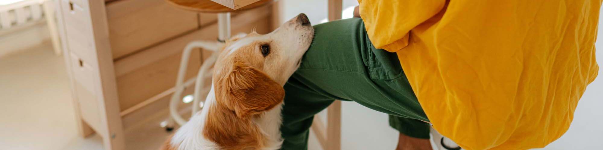 Pet Friendly | Ashton Walk in Forest Park, Georgia