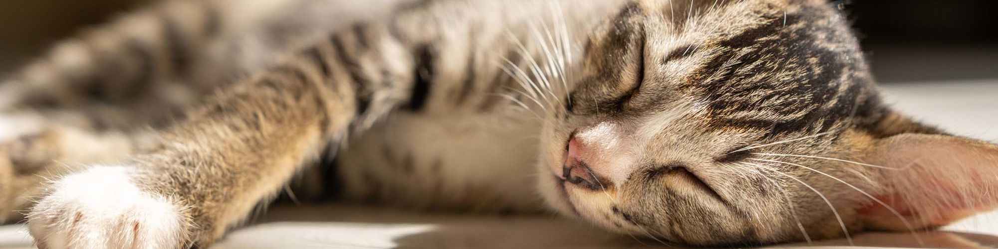 Pet Friendly | Dawcrest Apartments in Olympia, Washington