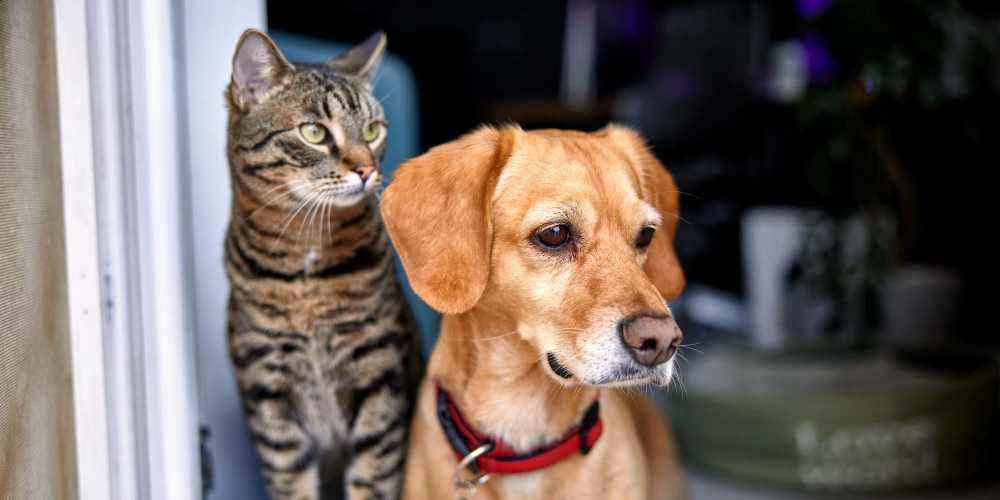 Dog and cat at Vistas At 707 in Charlotte, North Carolina