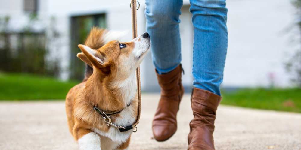 Resident walking their dog at Cascade Park in Colorado Springs,Colorado