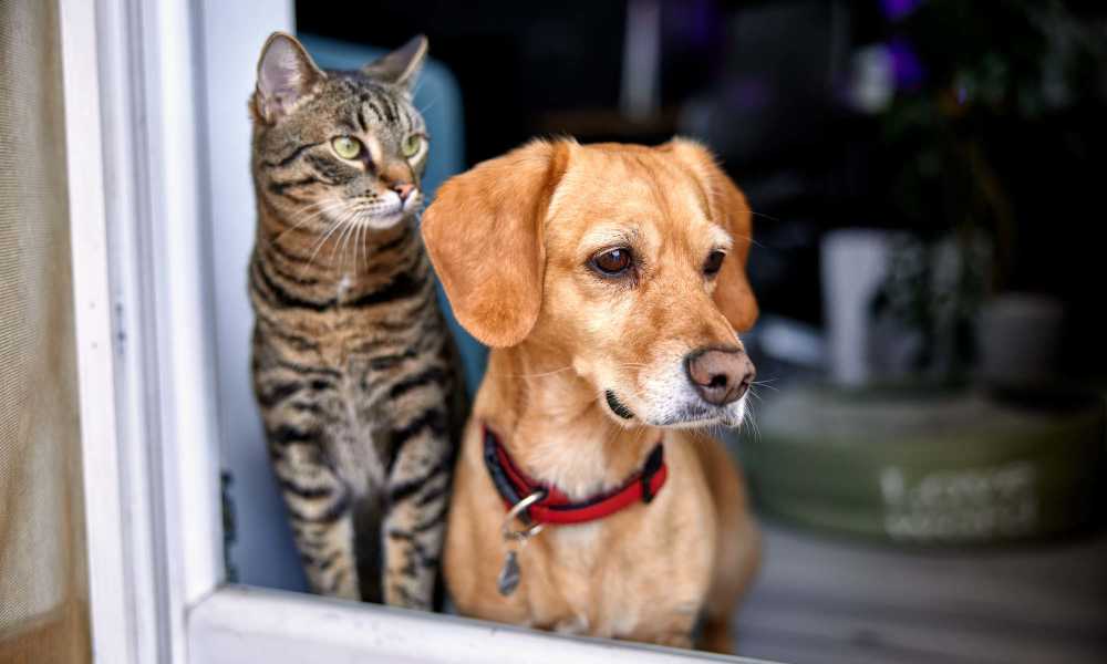 Charming pets enjoying the cozy indoor space at Stonebrook in Oklahoma City, Oklahoma. 