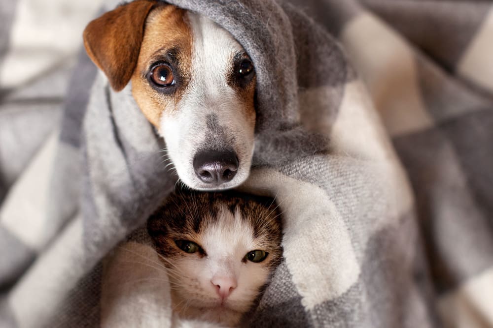 A cat and dog snuggled up under blankets at Santa Fe Apartment Homes in Dallas, Texas