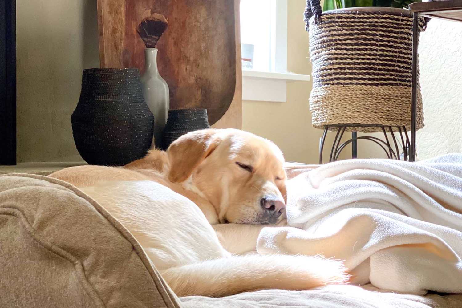 Happy dog resting on the couch at Tucasa Townhomes in Irving, Texas