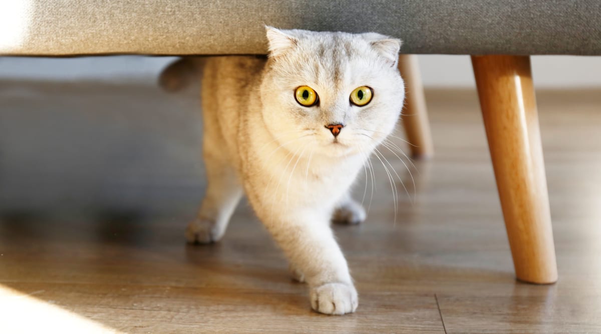 Cat walking around in an apartment at Oakwood Apartments in West Carrollton, Ohio