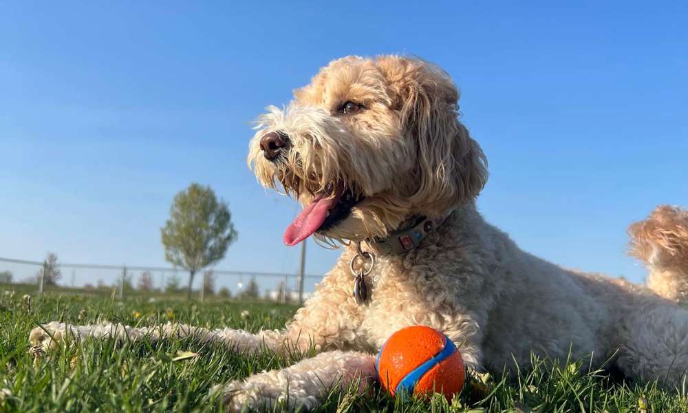 Happy dog playing with ball in the park at Charthouse at James Island in Charleston, South Carolina
